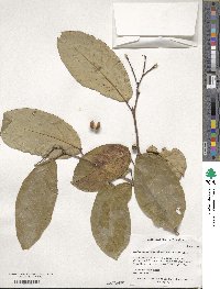 Neoshirakia japonica image