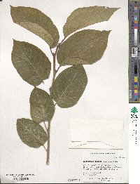 Neoshirakia japonica image