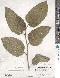 Neoshirakia japonica image