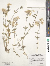 Phlox divaricata image