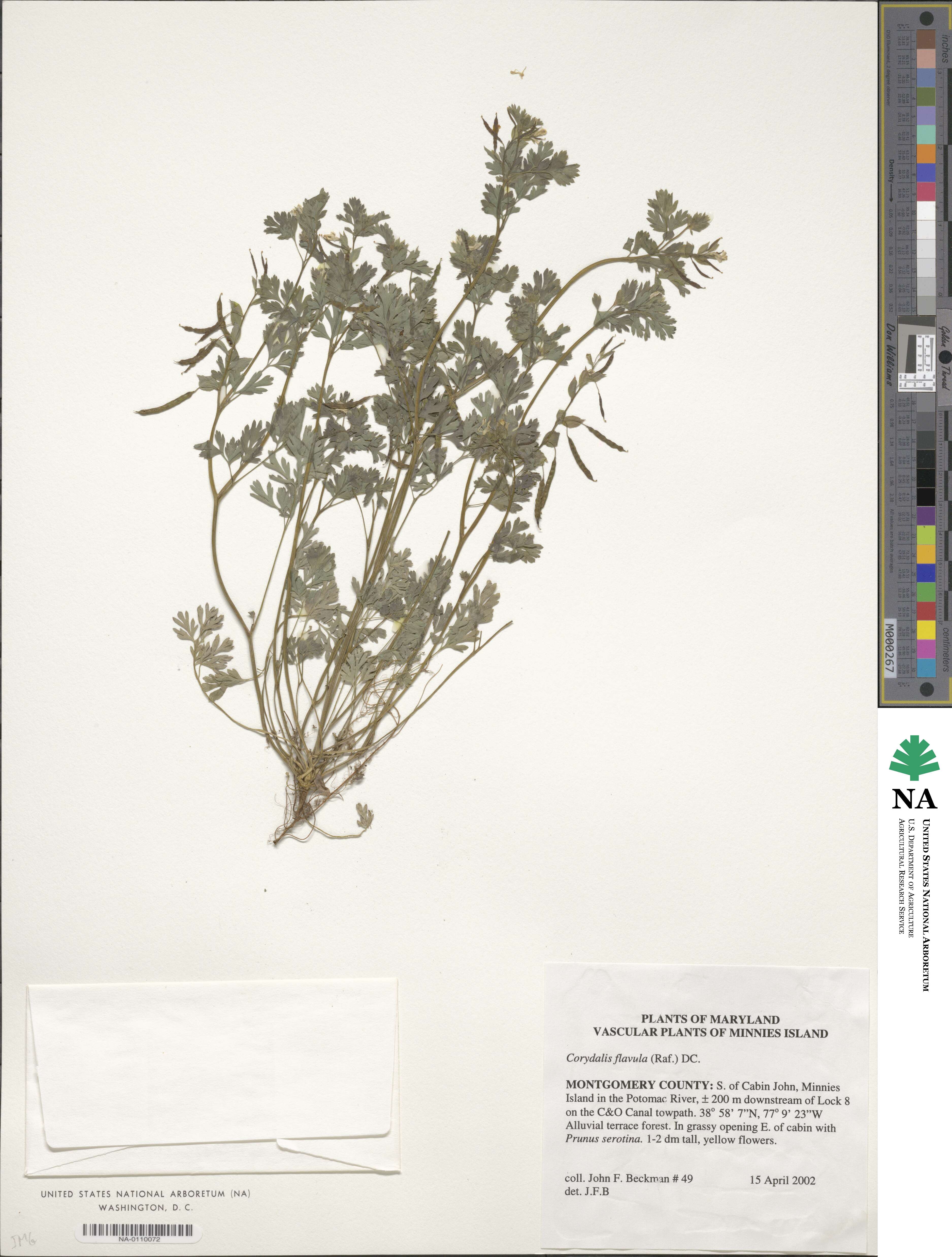 Corydalis flavula image
