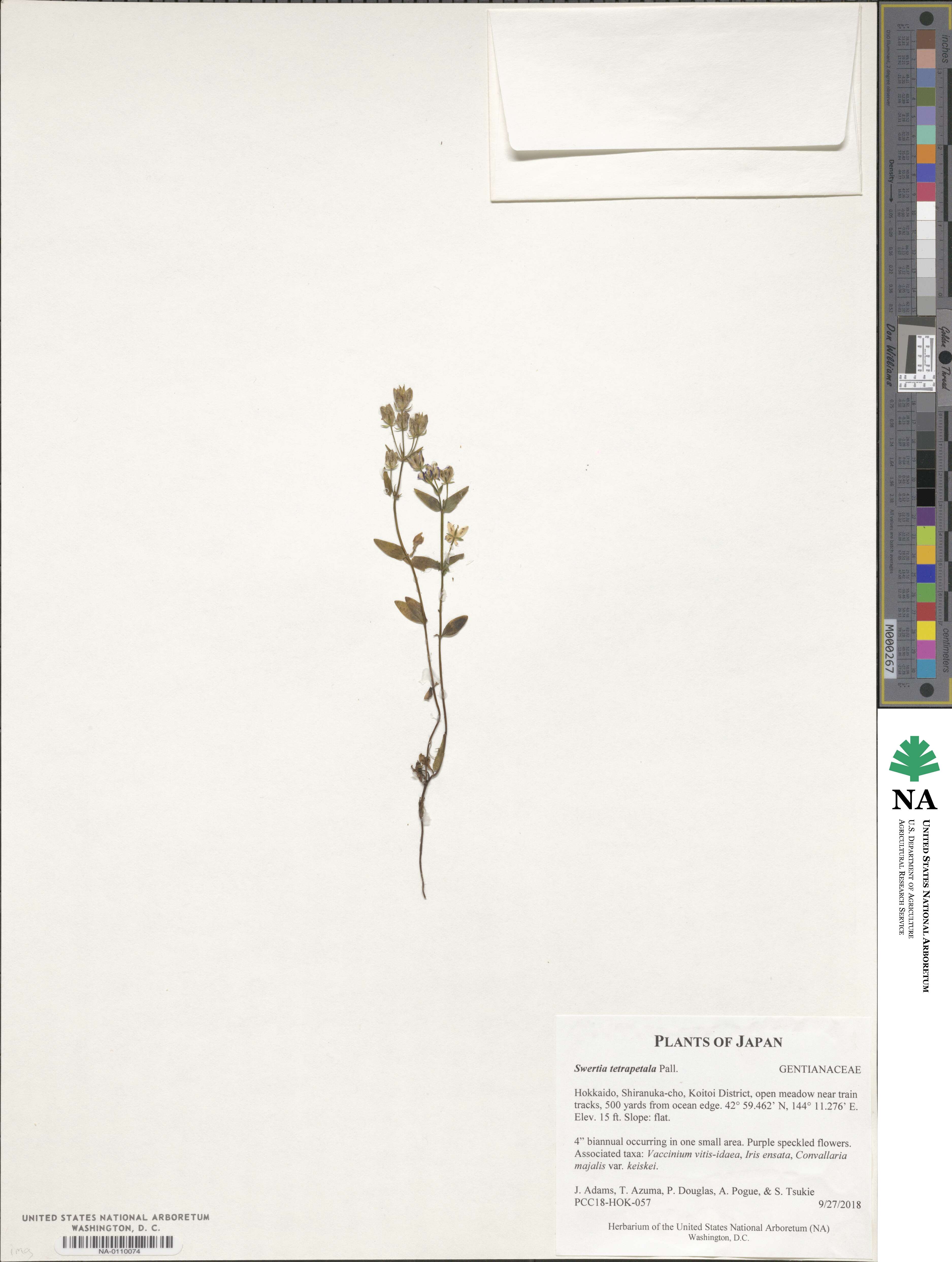 Swertia tetrapetala image