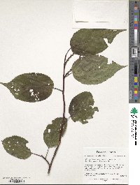 Stachyurus praecox image