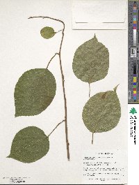 Actinidia polygama image