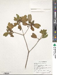 Enkianthus campanulatus image