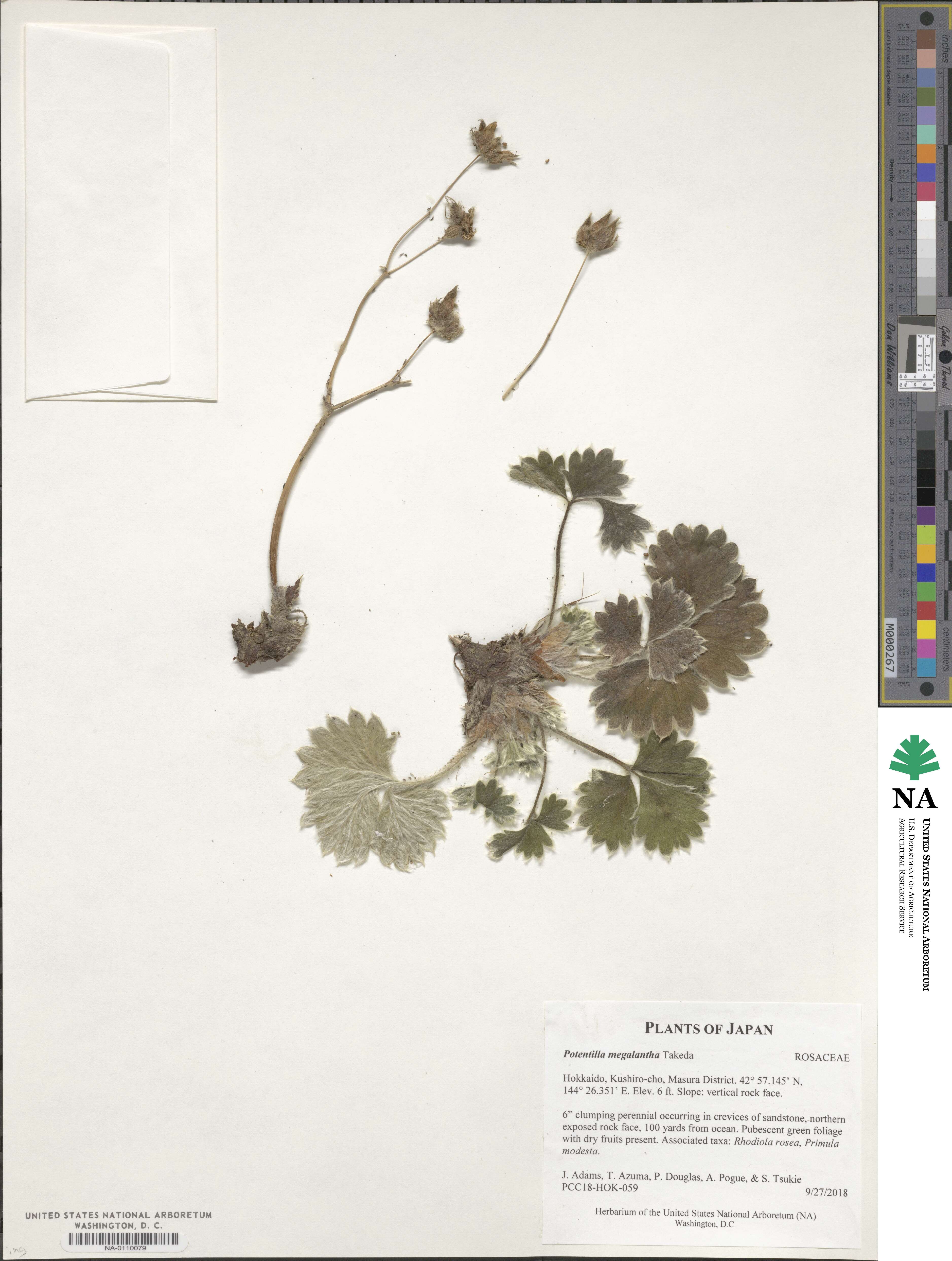 Potentilla megalantha image