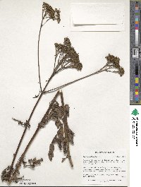 Patrinia scabiosifolia image