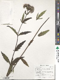 Eupatorium chinense image