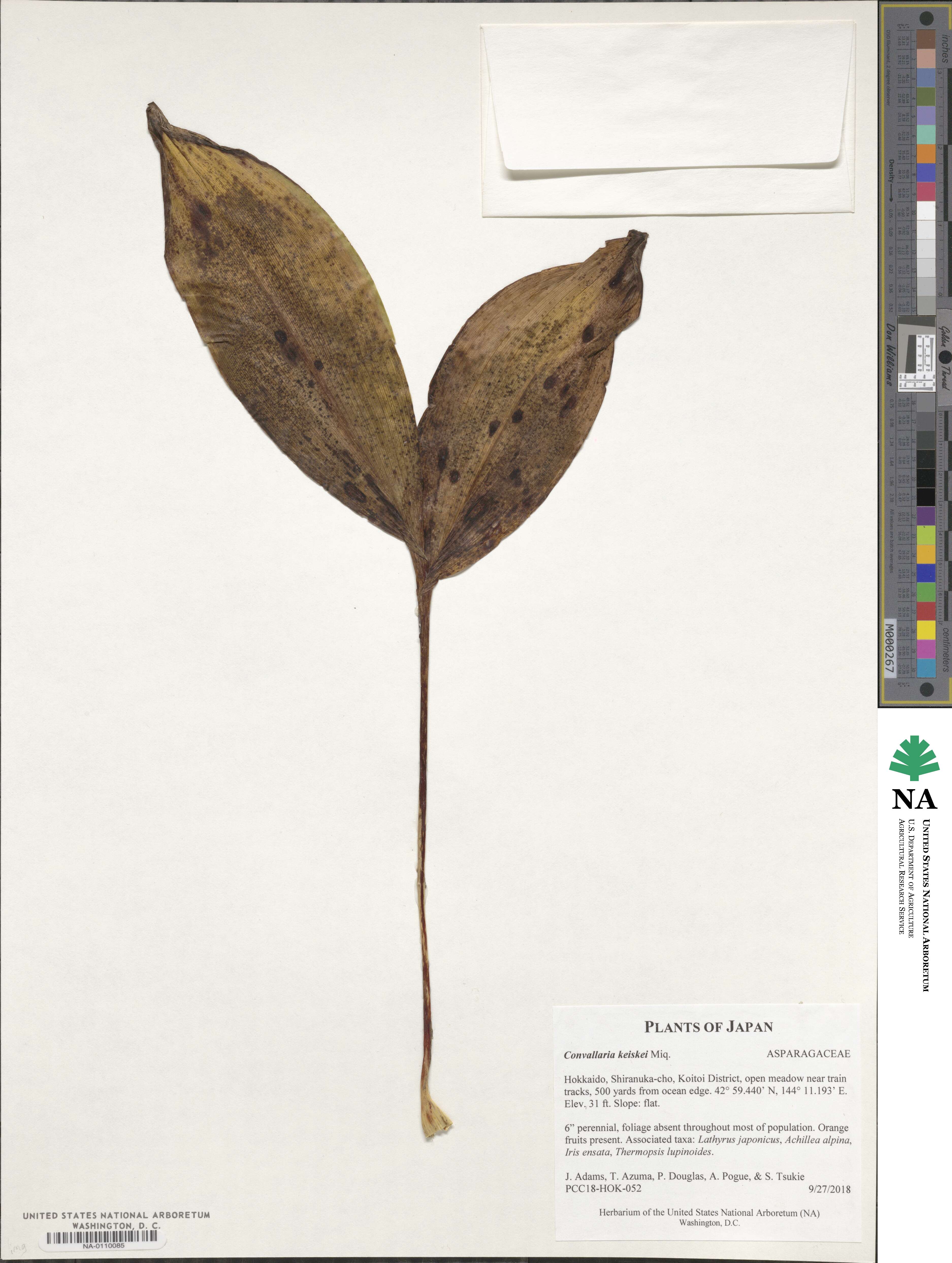 Convallaria keiskei image