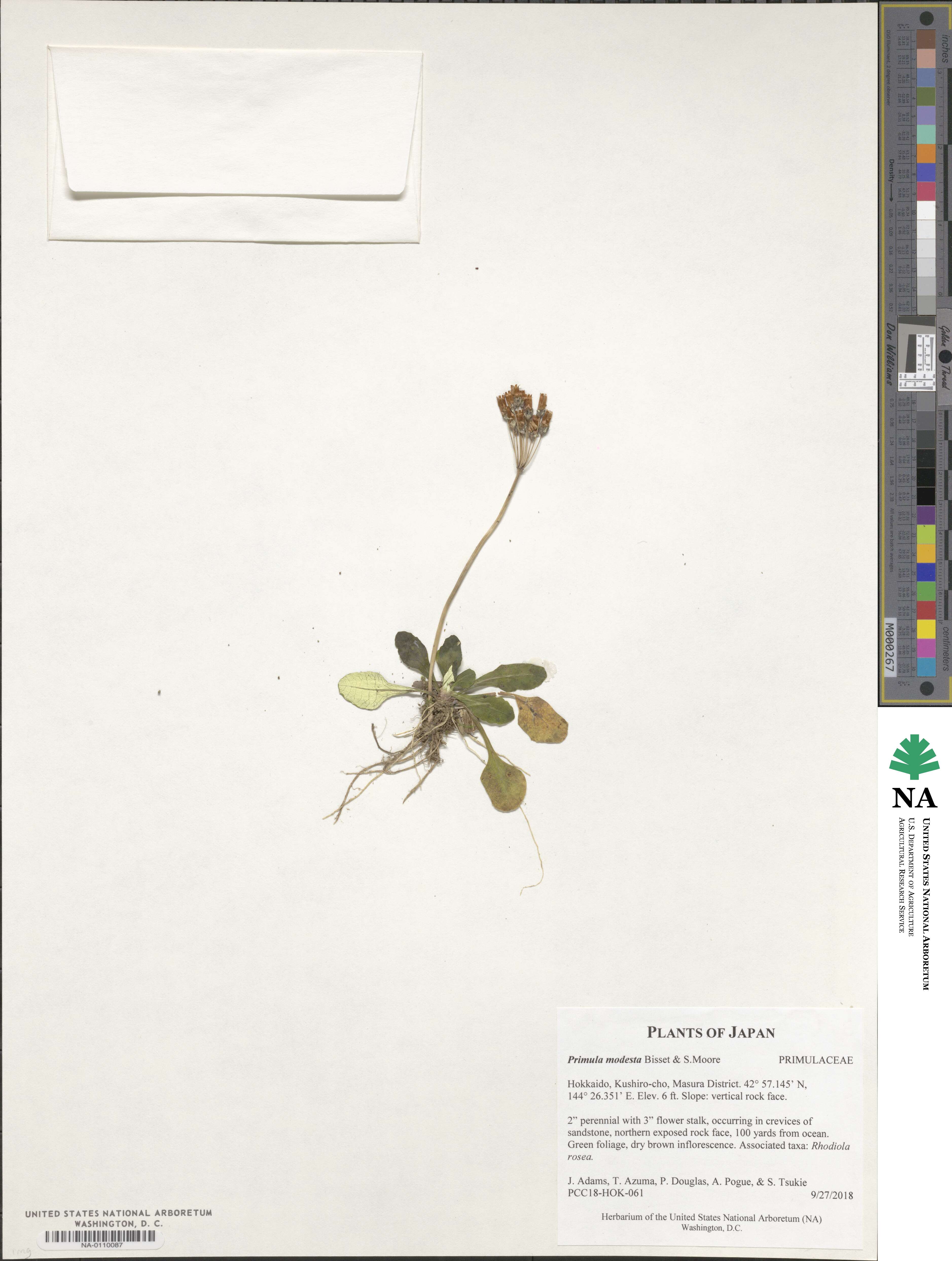 Primula modesta image