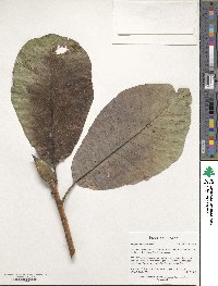 Magnolia obovata image