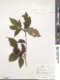 Weigela hortensis image