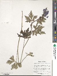 Aconitum sachalinense subsp. yezoense image