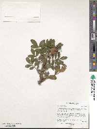 Rosa rugosa image
