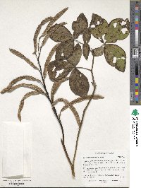 Thermopsis lanceolata image