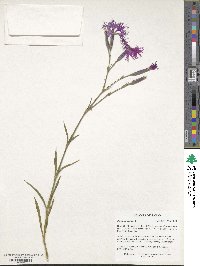 Dianthus superbus image