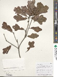 Image of Quercus boyntonii