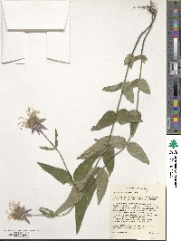 Monarda bradburiana image