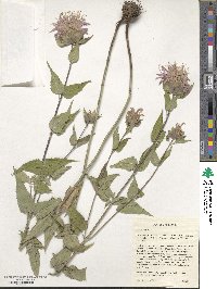 Monarda fistulosa image