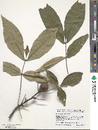 Carya ovata image