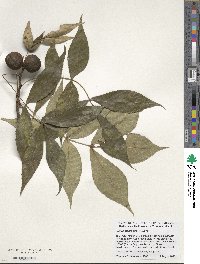 Carya glabra image