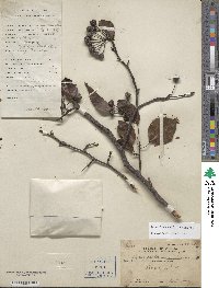 Pyrus calleryana image