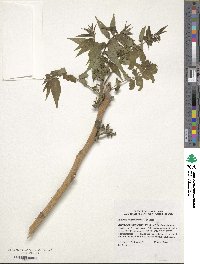 Ailanthus altissima image