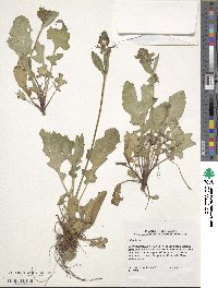 Salvia lyrata image