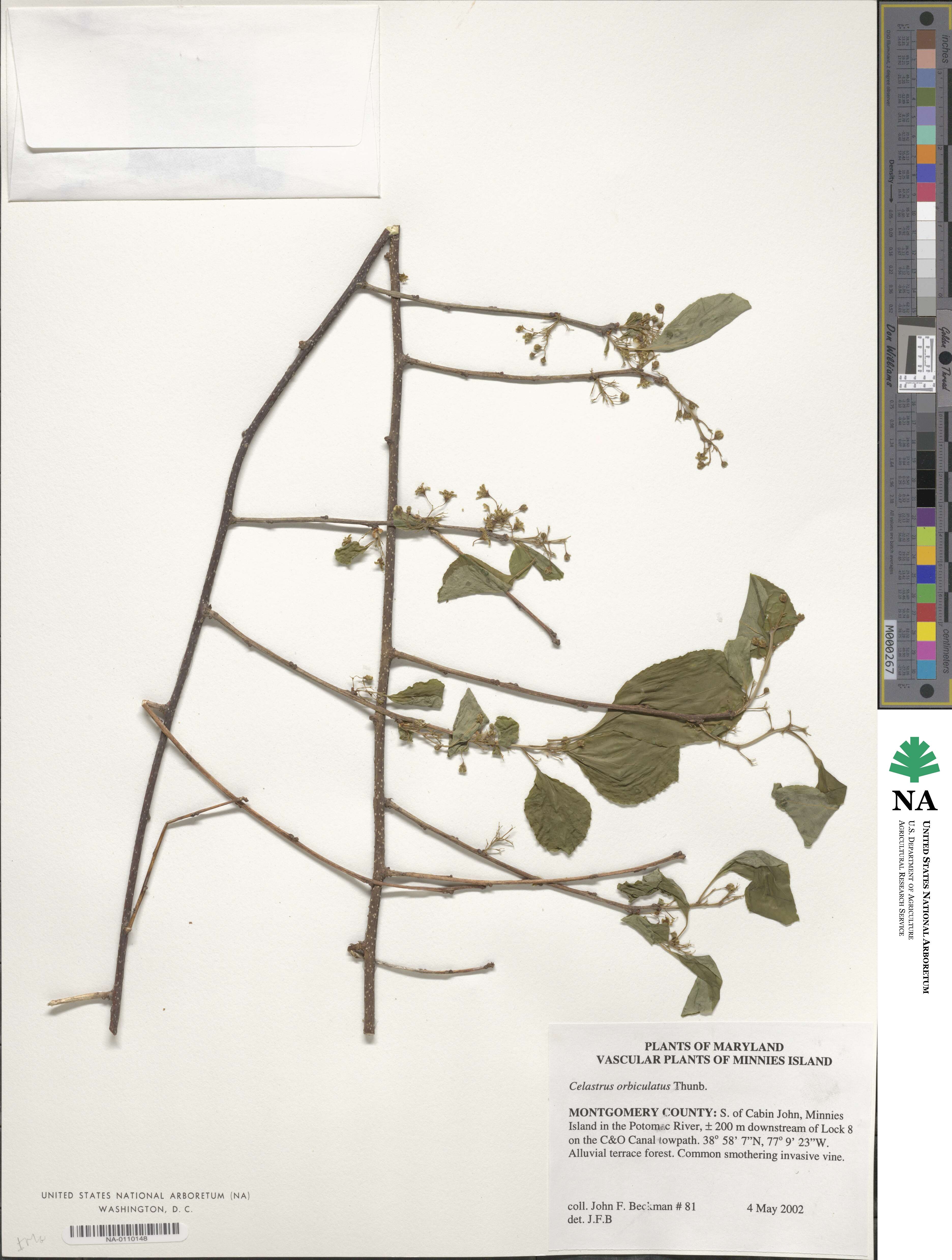 Celastrus orbiculatus image