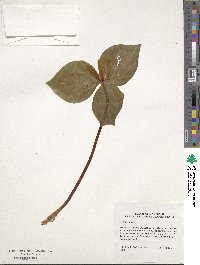 Trillium sessile image