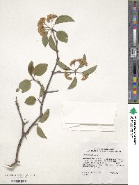 Viburnum prunifolium image