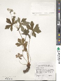 Geranium maculatum image