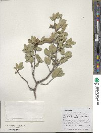 Quercus toumeyi image