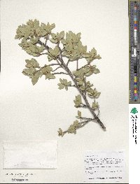 Quercus toumeyi image