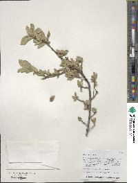 Quercus toumeyi image