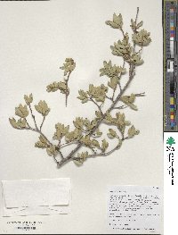 Quercus toumeyi image