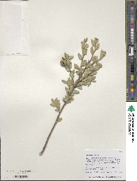 Quercus toumeyi image