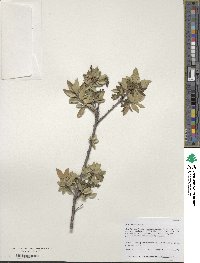 Quercus toumeyi image