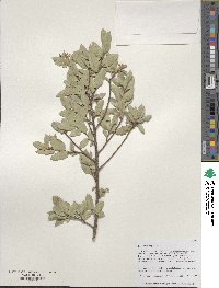 Quercus toumeyi image