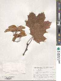 Acer platanoides image