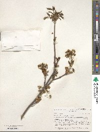 Acer platanoides image