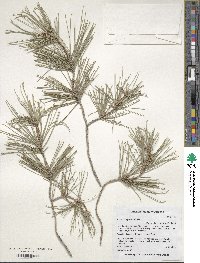 Pinus halepensis image