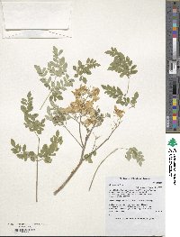 Moringa oleifera image