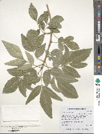 Fraxinus velutina image