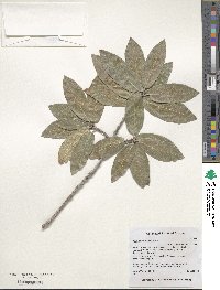 Quercus durifolia image