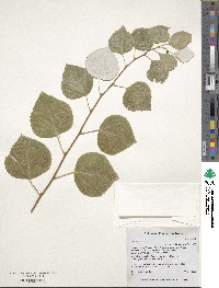 Populus alba image