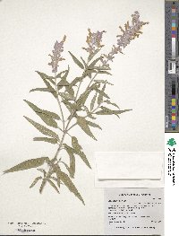 Salvia leucantha image