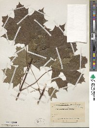 Acer platanoides image