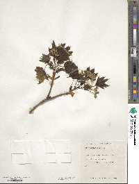 Acer platanoides image