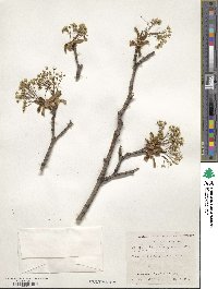 Acer platanoides image